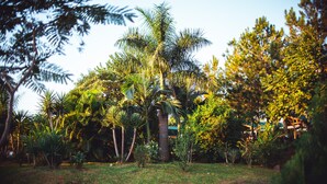 Un jardín con diversas plantas tropicales y una palmera grande.
