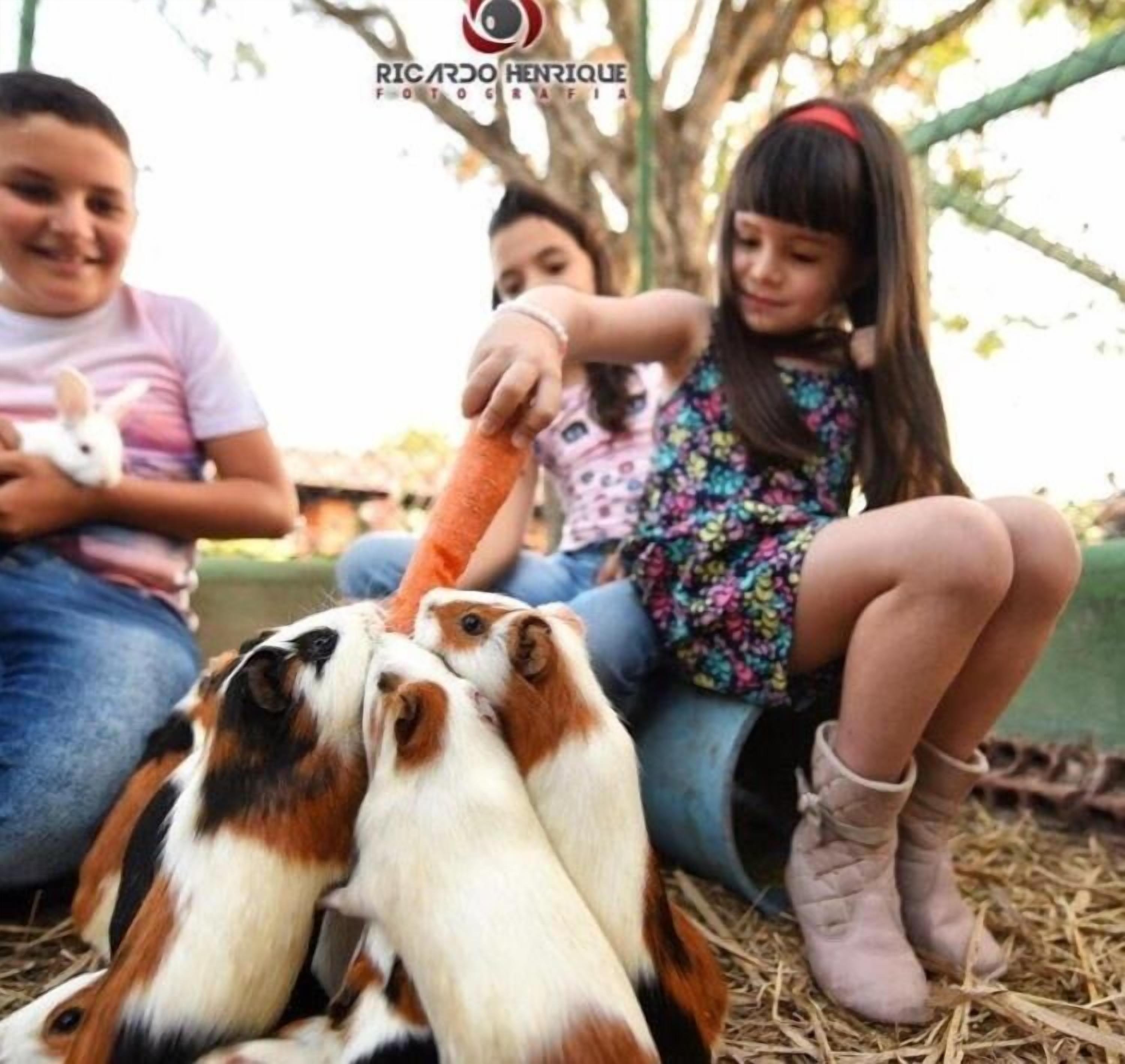 A family interacting with guinea pigs in an outdoor setting.