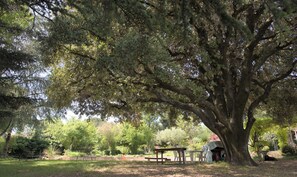 A large tree with a picnic table and benches underneath.