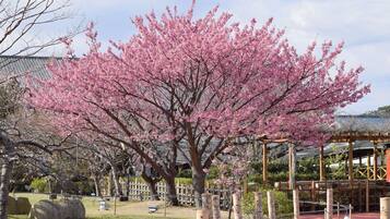 Een kersenbloesemboom in volle bloei met een traditioneel Japans gebouw op de achtergrond.
