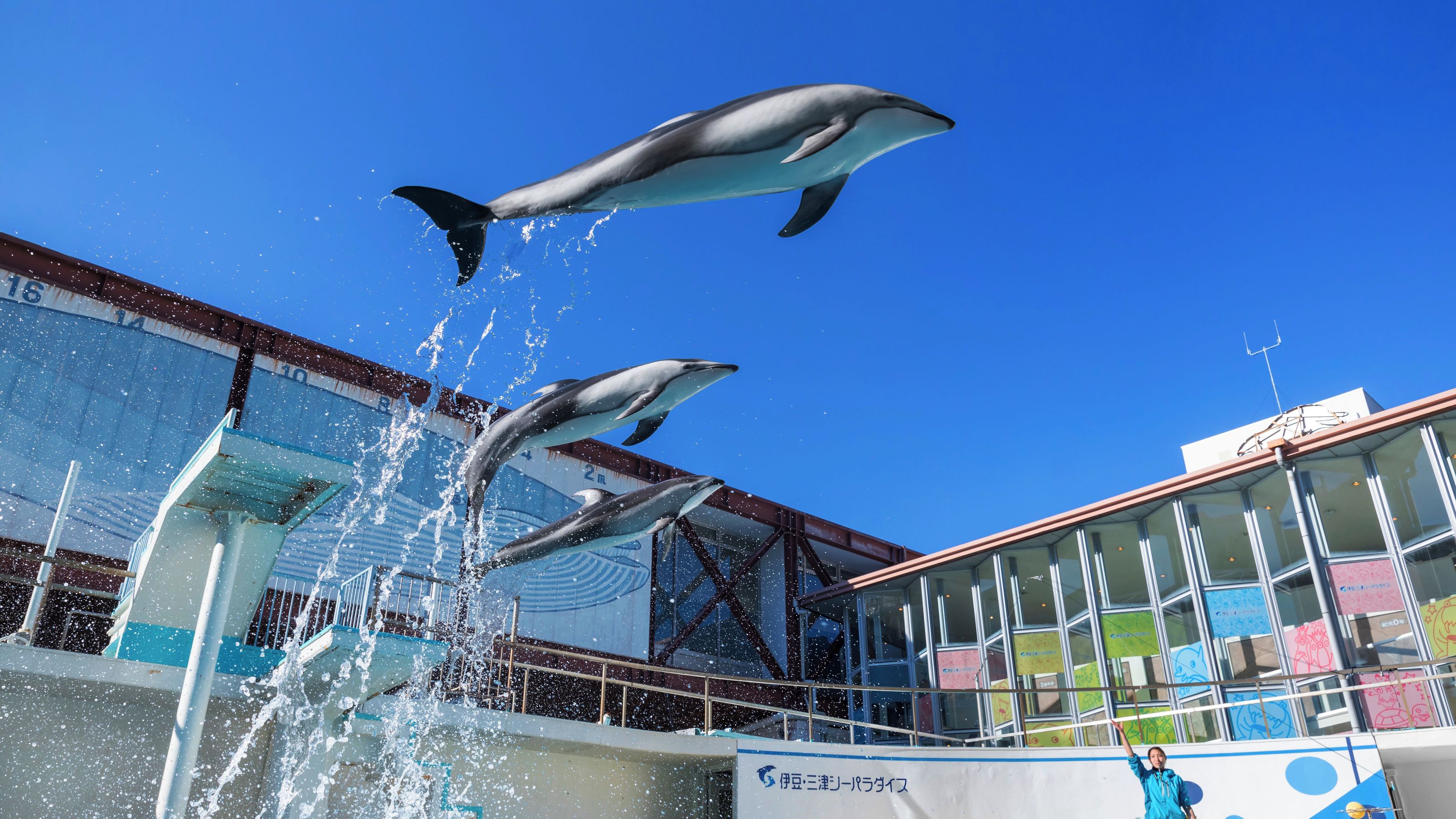 Dolphins performing in an indoor aquatic show with a clear blue sky in the background.
