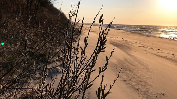 Ein Strand mit Dünen und spärlicher Vegetation.
