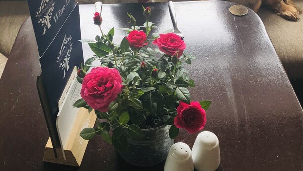 Una habitación con una mesa de madera, una planta en maceta con rosas rojas, y un perro sentado en un sofá.