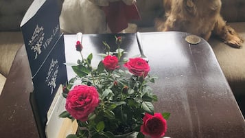 Pet-friendly