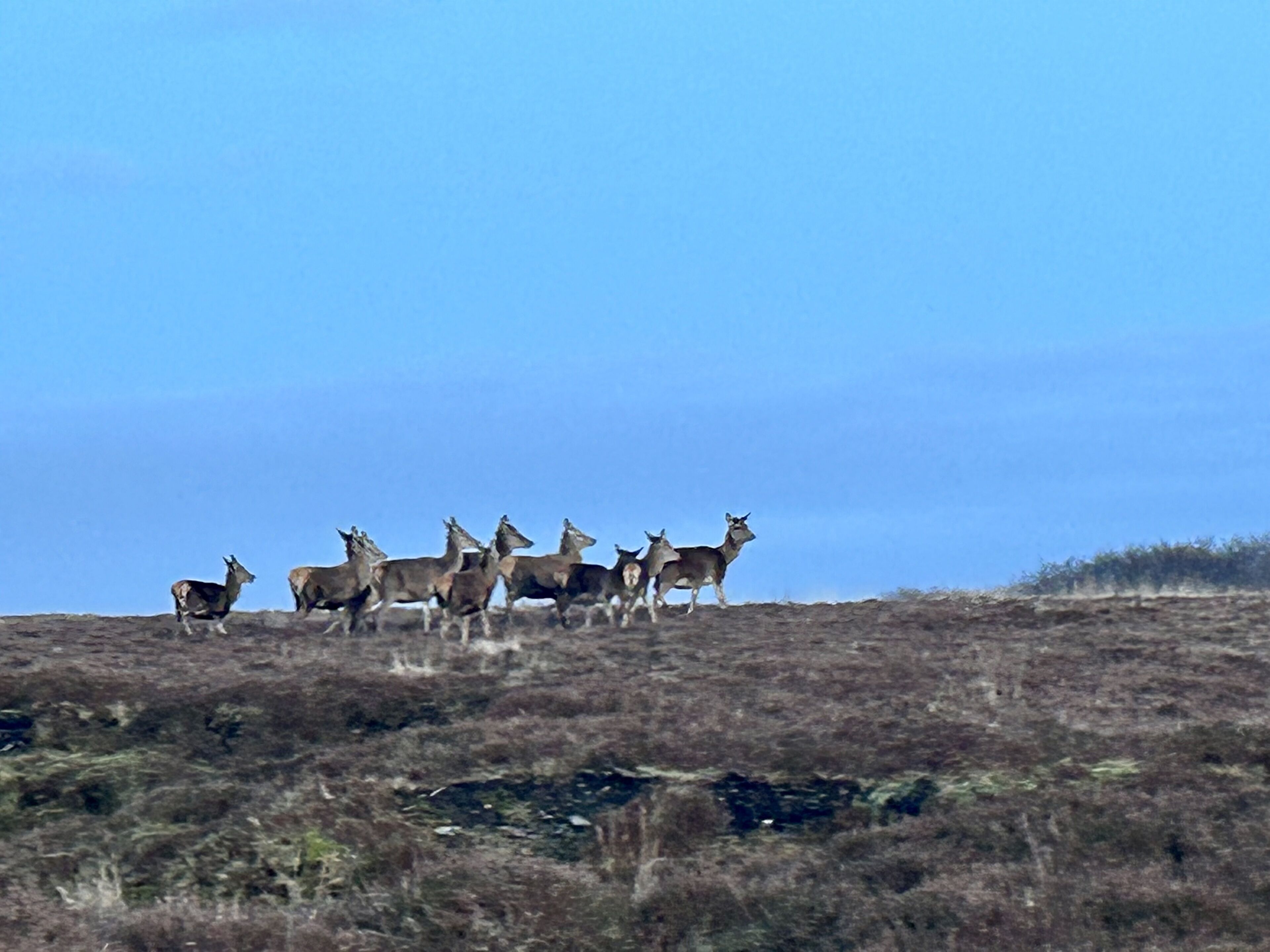 A group of deer on a grassy hill with a clear sky.