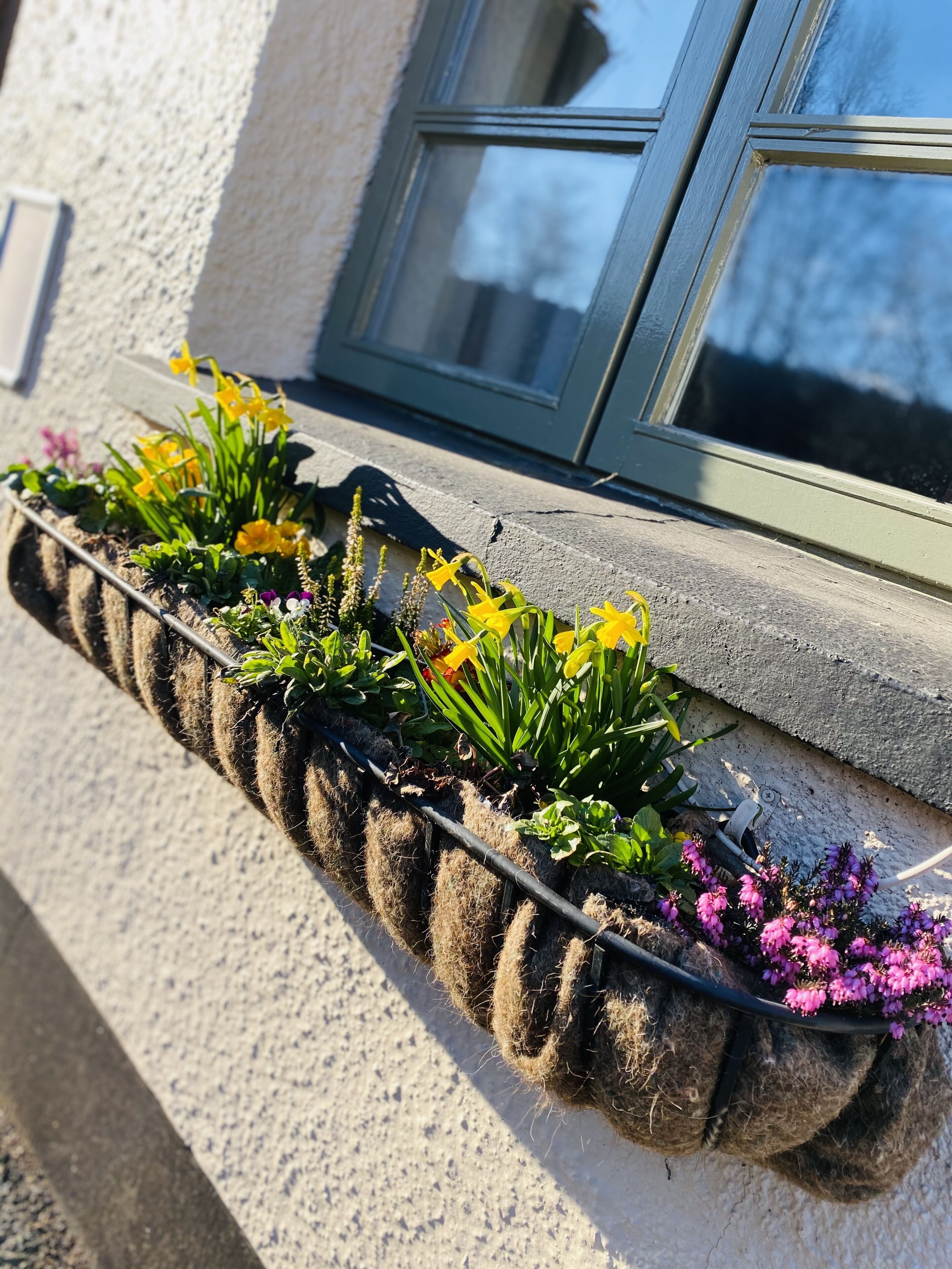 A window box with various plants and flowers.