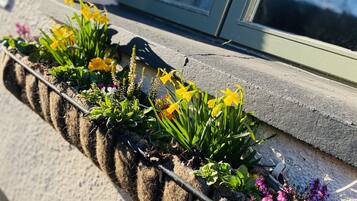 A window box with various plants and flowers.