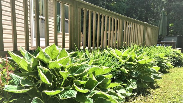 A row of large, green-leafed plants in front of a building with vertical siding.