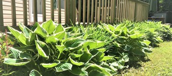 Port Sanilac - Lexingtonin alue, maakohtainen asetus "Koti poissa kotoa"