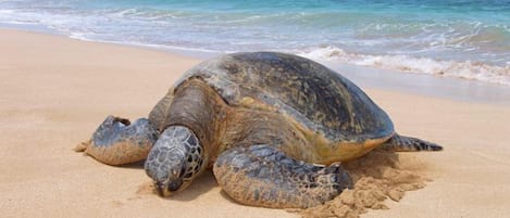 Aan het strand