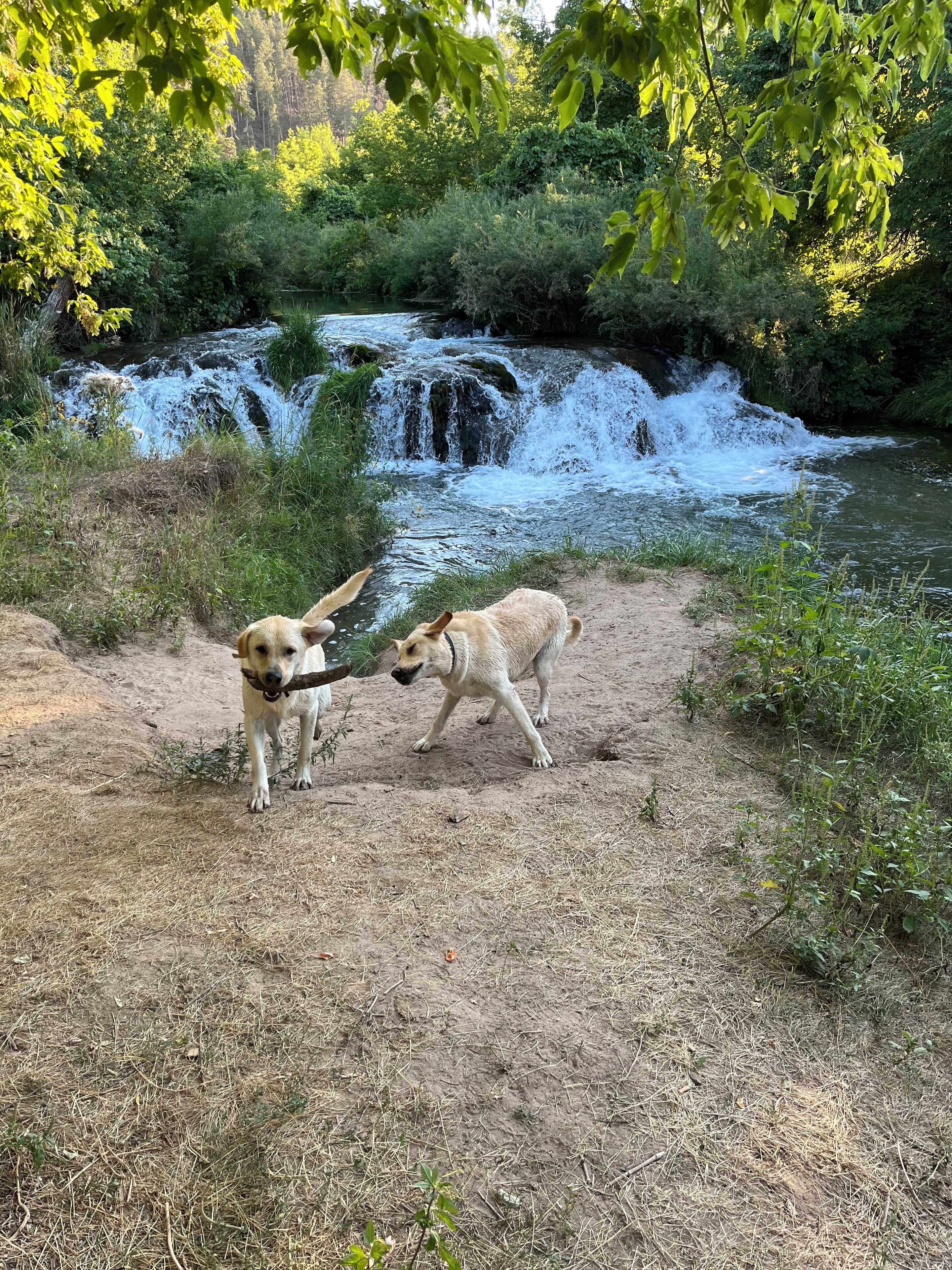 Twee honden spelen nabij een waterval in een natuurlijke omgeving.