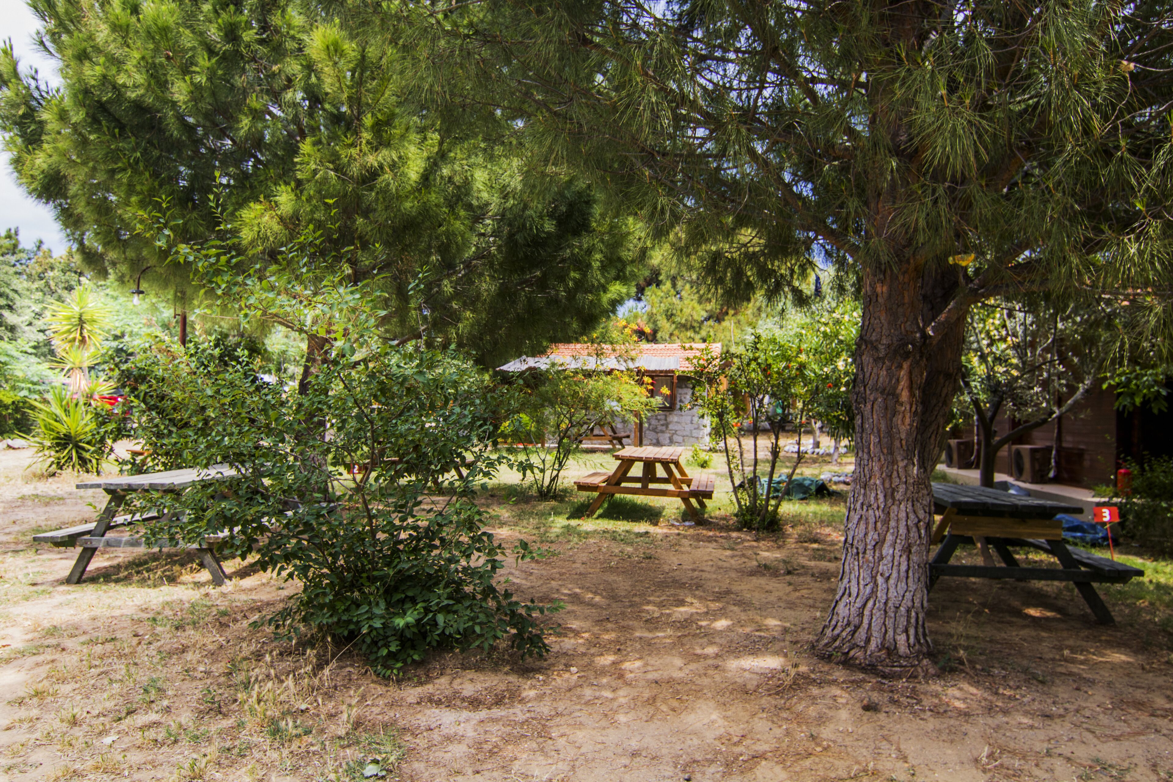 A picnic area with wooden benches and picnic tables surrounded by trees and greenery.