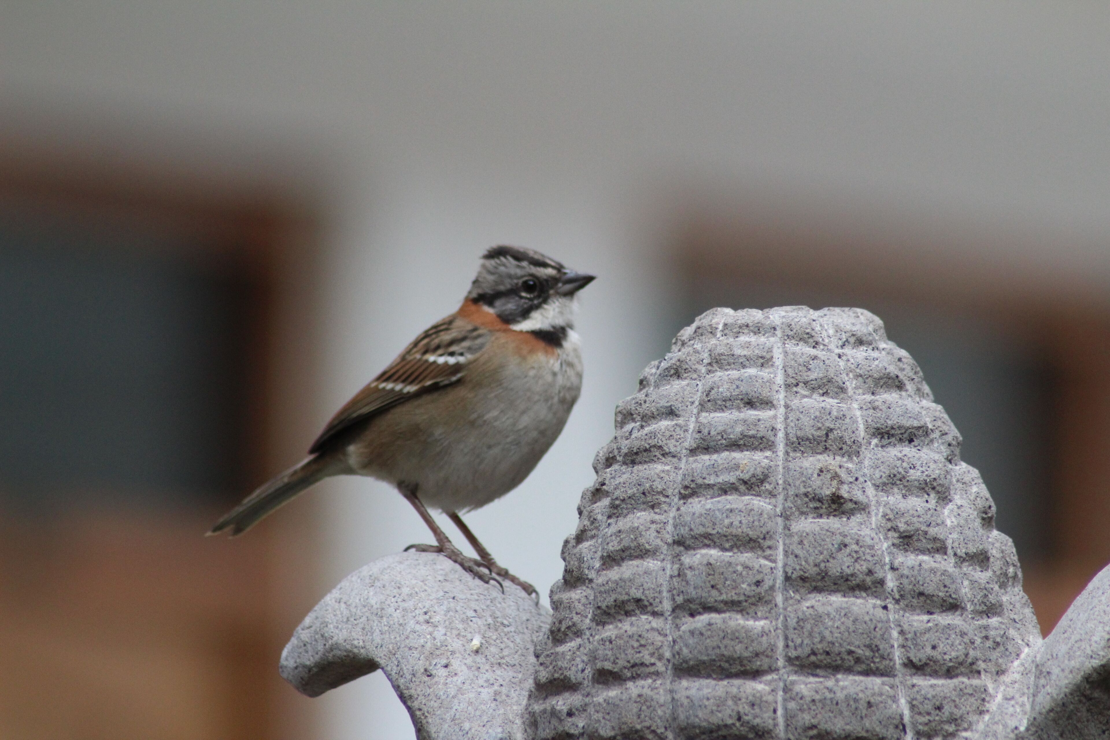 Un oiseau était perché sur une structure en pierre.