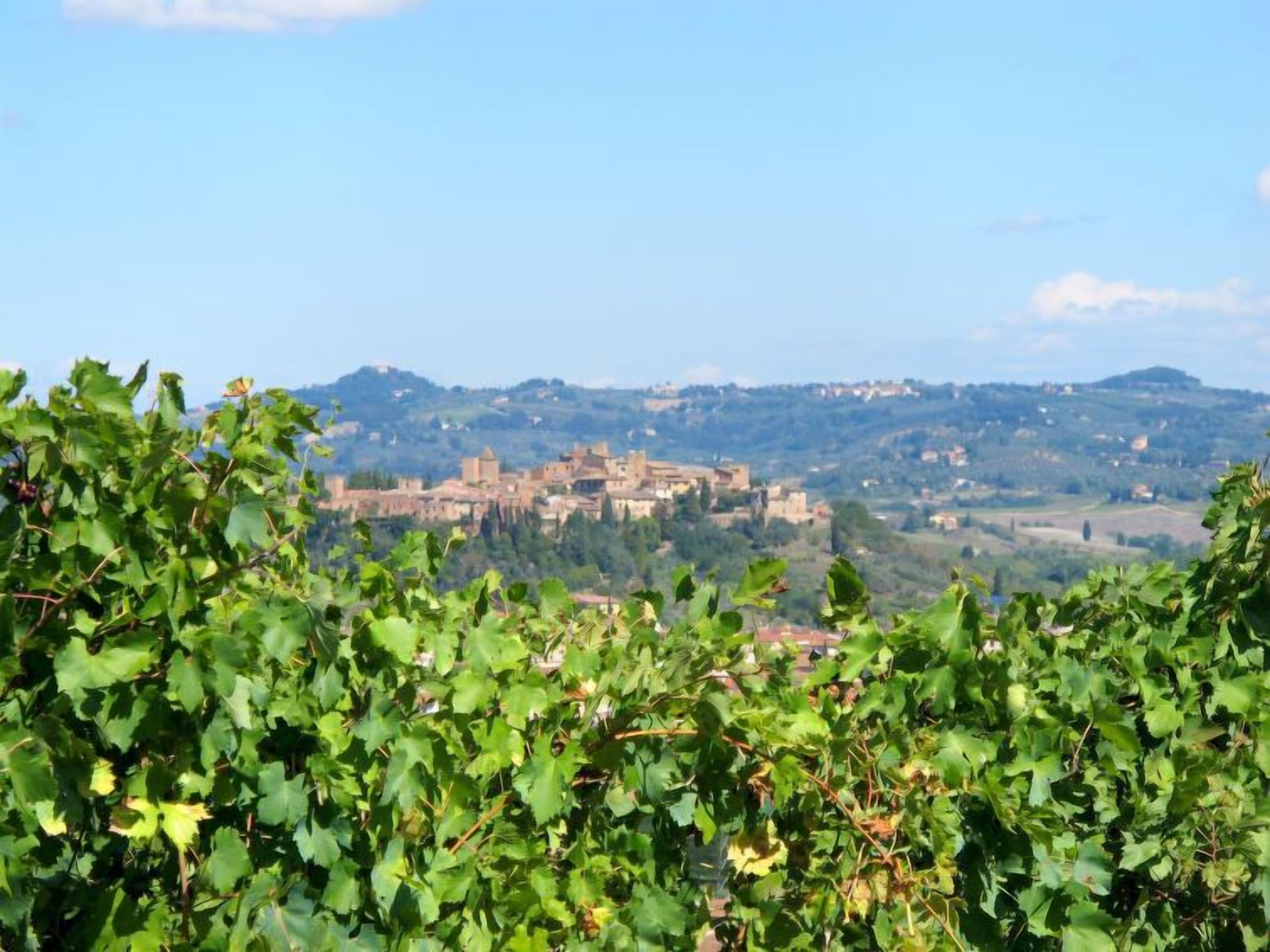 A vineyard with a view of a historic town in the background.