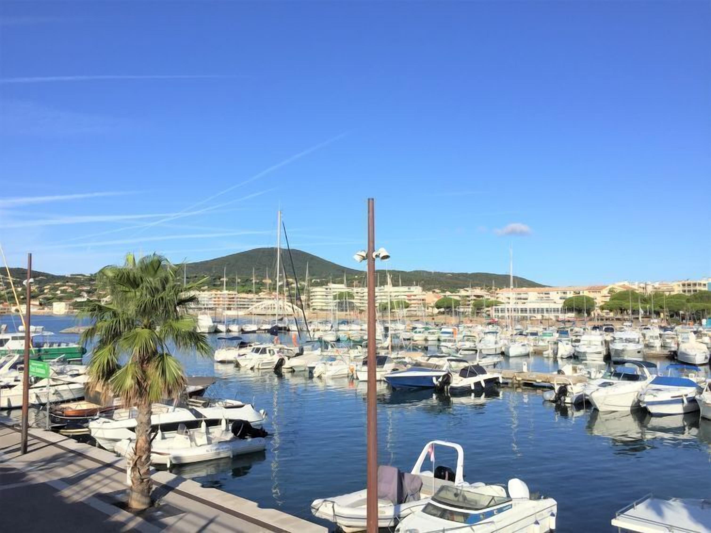 A marina with numerous boats docked, a palm tree, and a hilly landscape in the background.