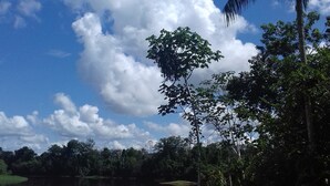 A serene lakeside view with a dirt path leading to a sandy beach, surrounded by lush greenery and a palm tree. - Jungle Reps (Iquitos)