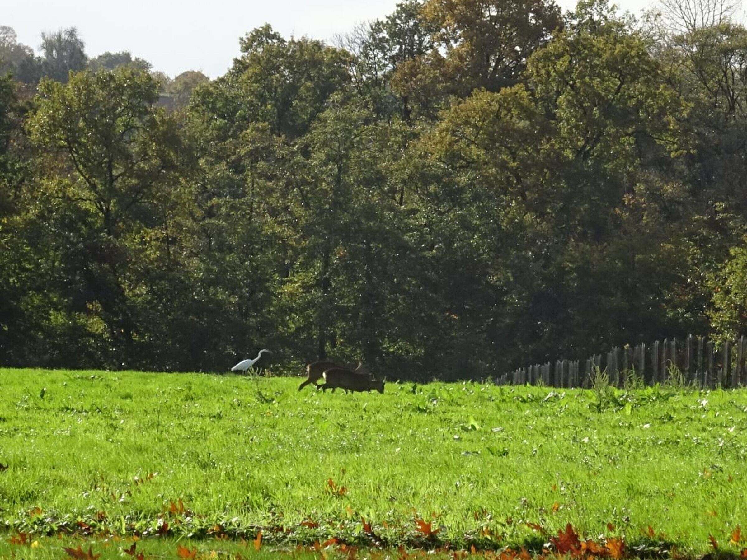 A grassy field with a fence and trees in the background.