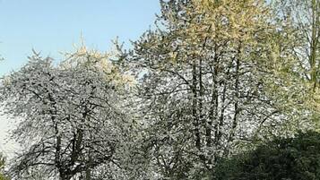Een park met kersenbloesems in volle bloei.