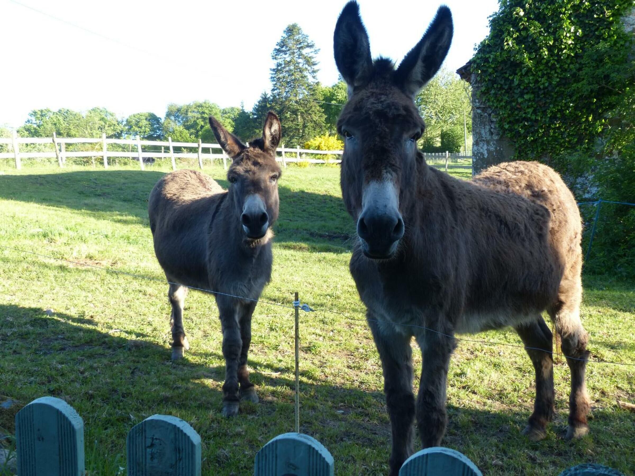 Two donkeys standing in a grassy field with a white fence and trees in the background.