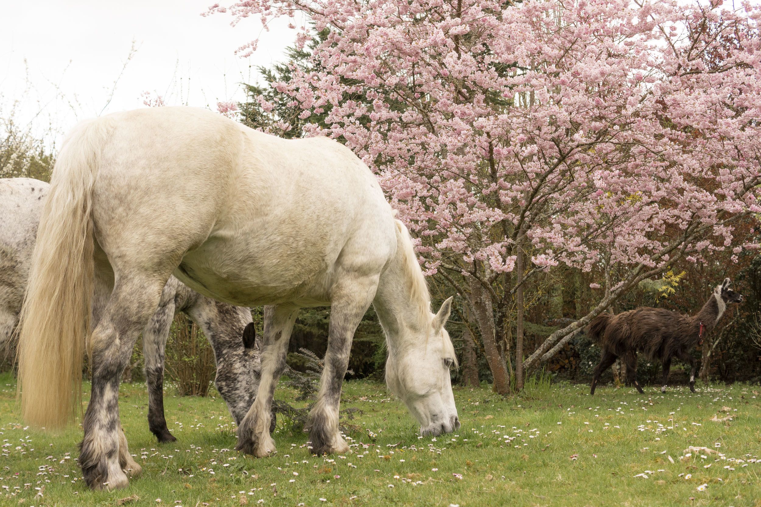 Foto - Manoir de la Maison Blanche