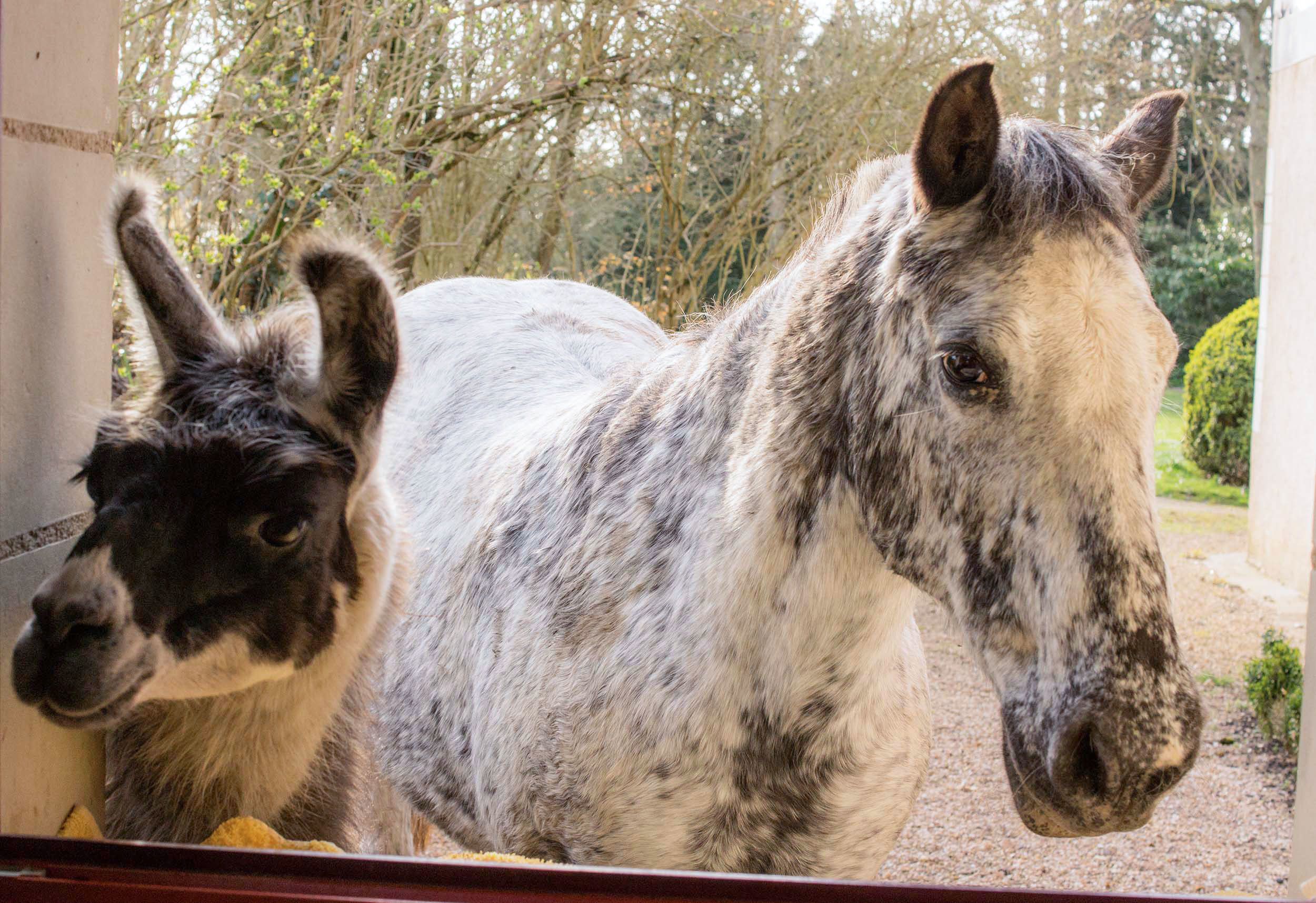 Foto - Manoir de la Maison Blanche