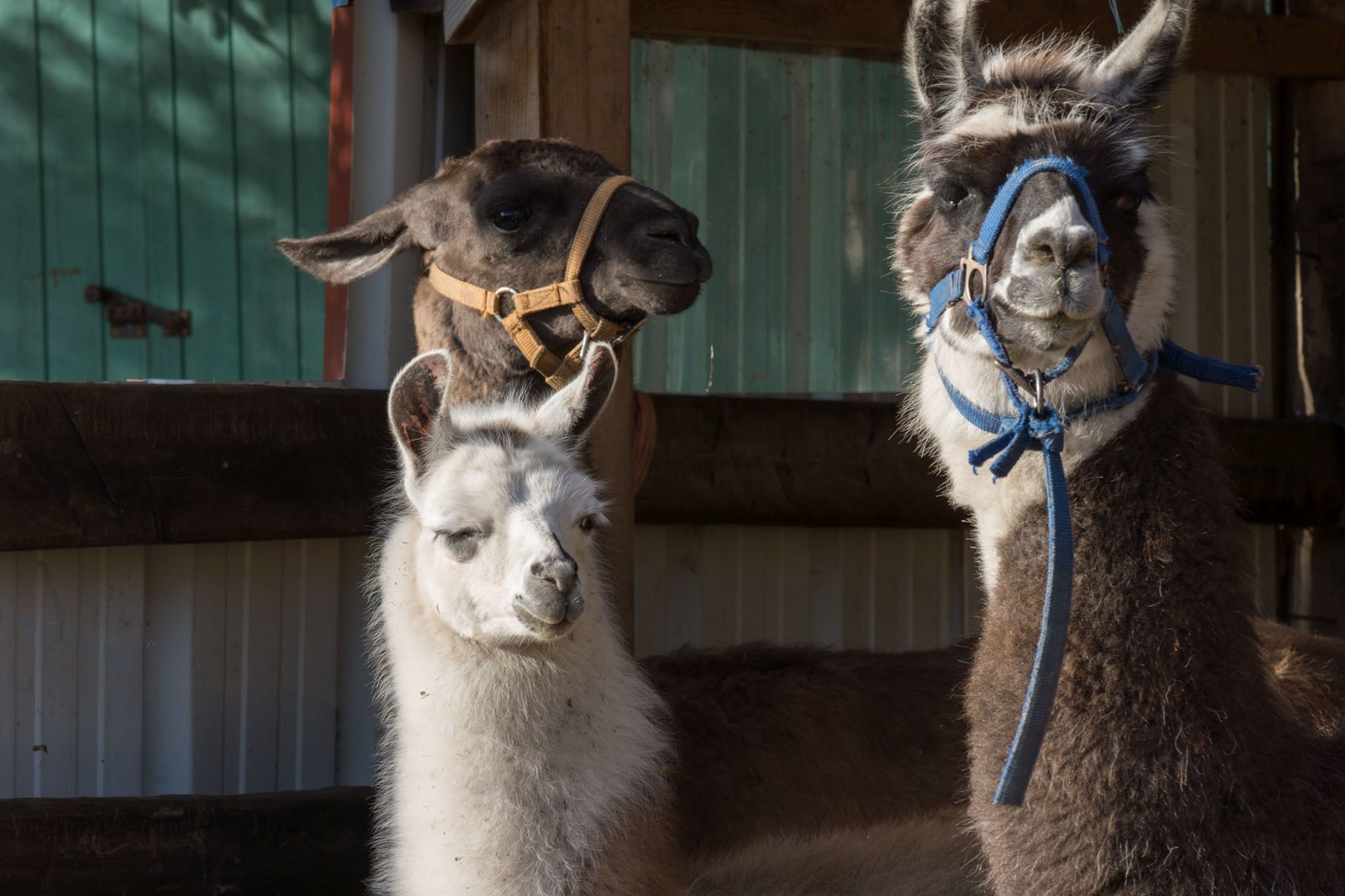Foto - Manoir de la Maison Blanche