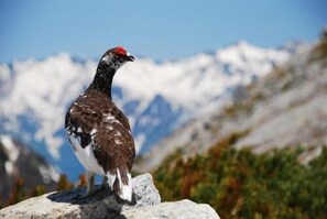 A bird on a rock with a mountainous background. - Tateyama Kogen Hotel (Tateyama)