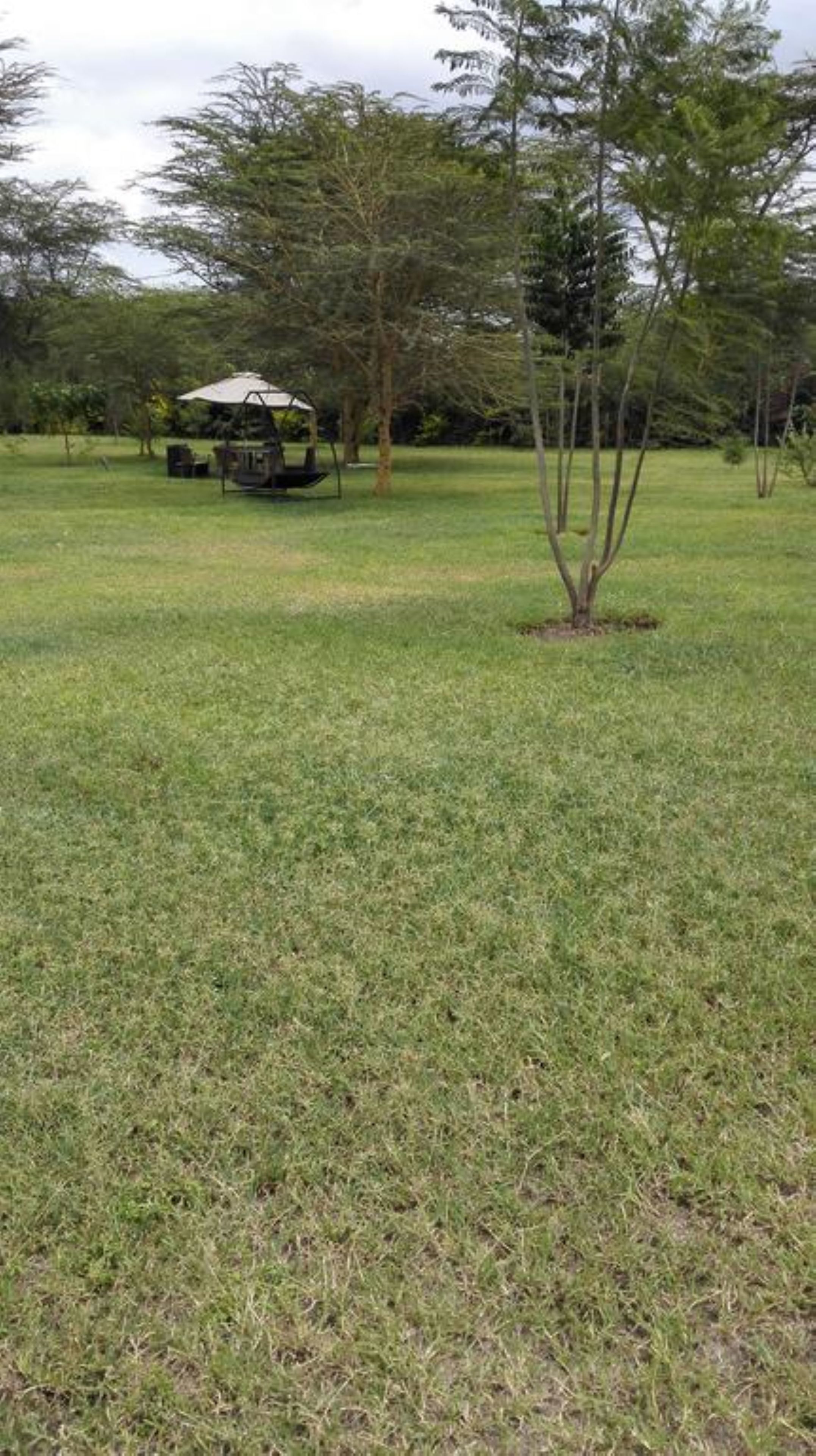Um campo gramado com balanço e uma pequena árvore.