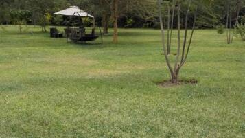 Um campo gramado com balanço e uma pequena árvore.