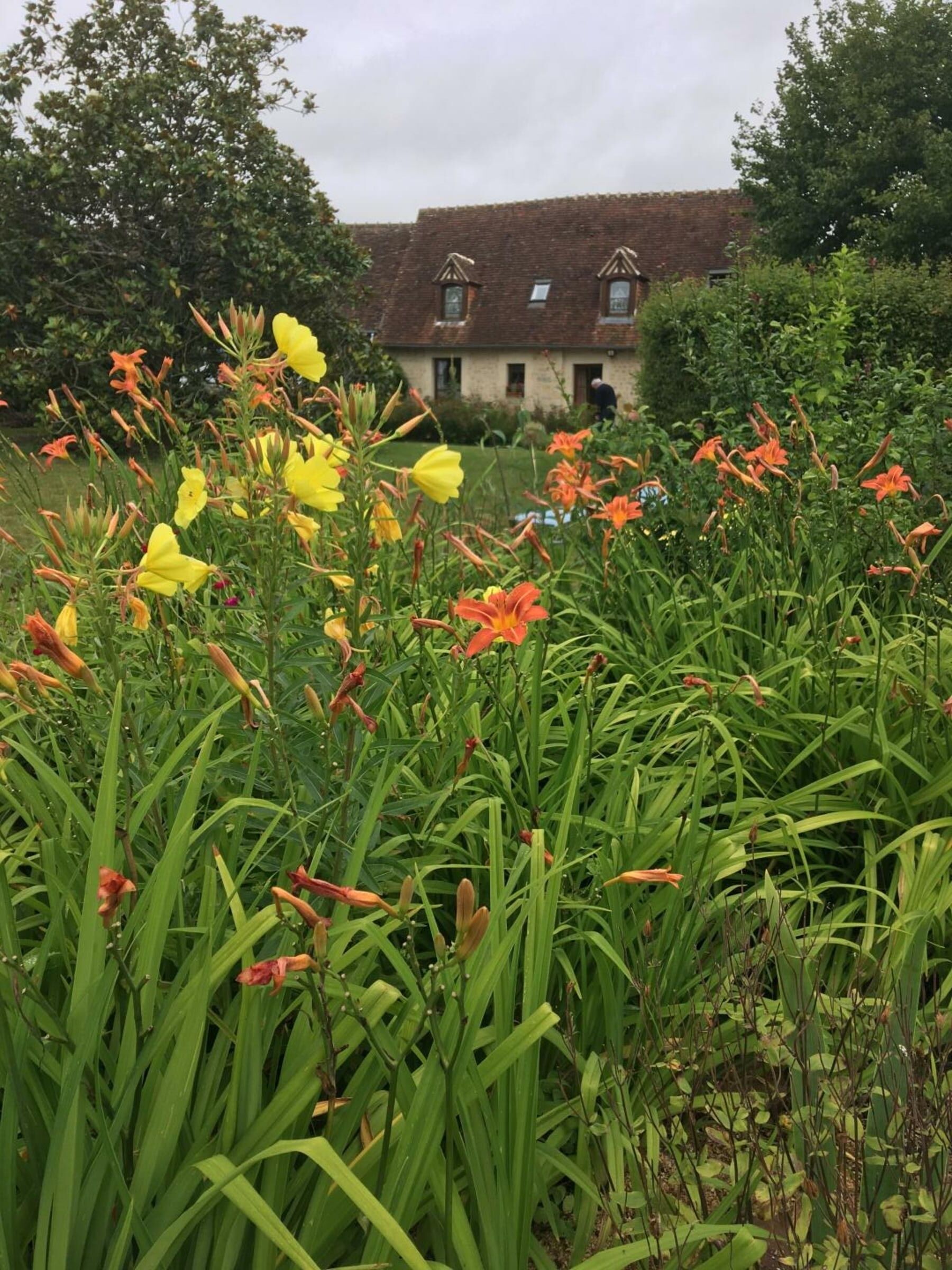 A garden with various flowers and a building in the background.