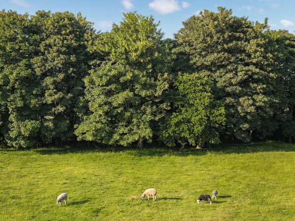 Un campo cubierto de césped con árboles al fondo.