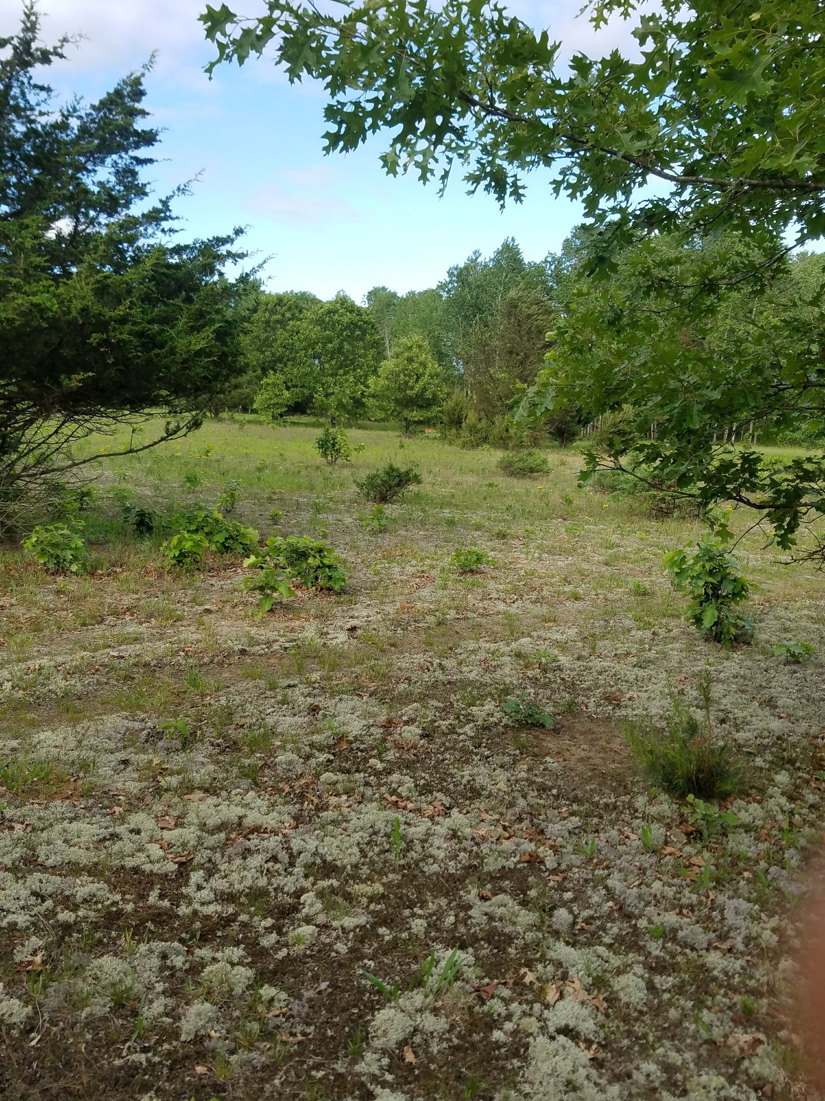 Un paisaje natural con un campo cubierto de hierba, arbustos pequeños y árboles.