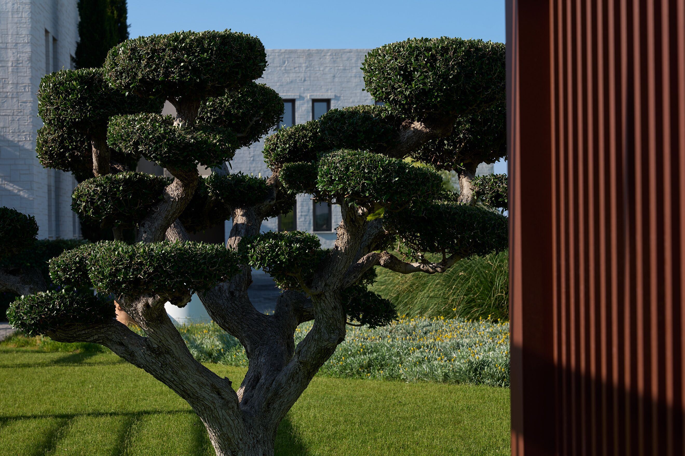A well-maintained garden with a large, uniquely shaped tree in the foreground.