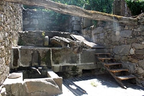 Lemon Tree at Terrus Winery