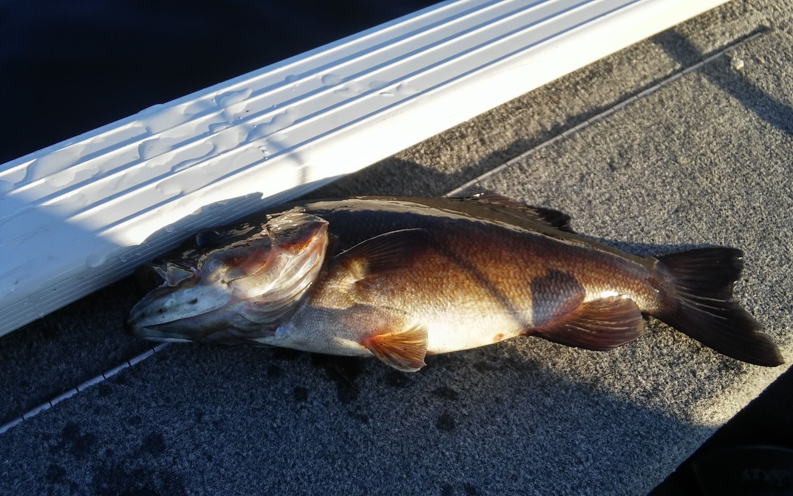 Un poisson sur une surface texturée.