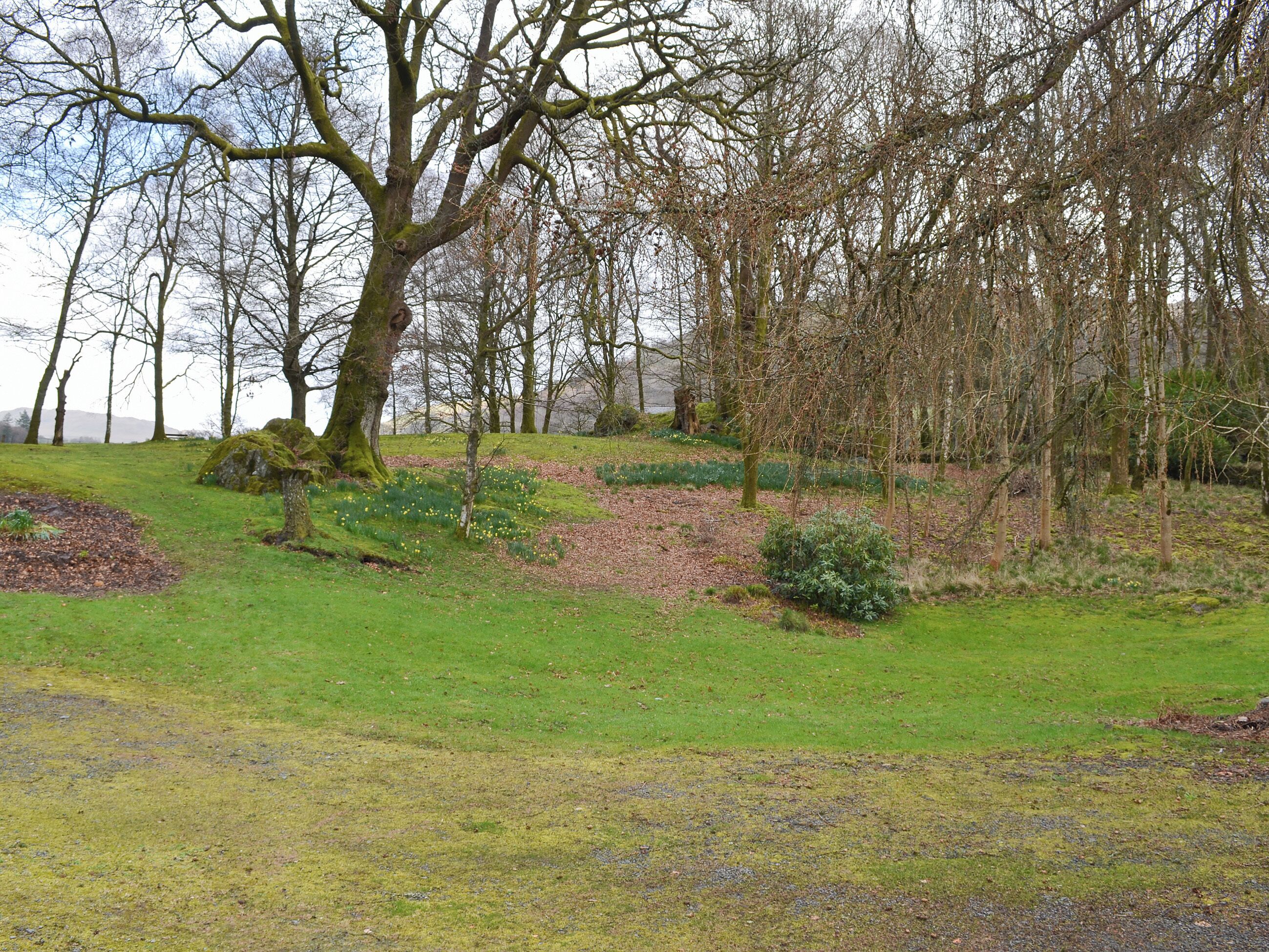 A natural landscape with a large tree, grassy areas, and a path.