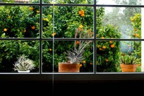 Enjoy a serene view of the lush garden from this room's window, featuring citrus trees and potted plants.