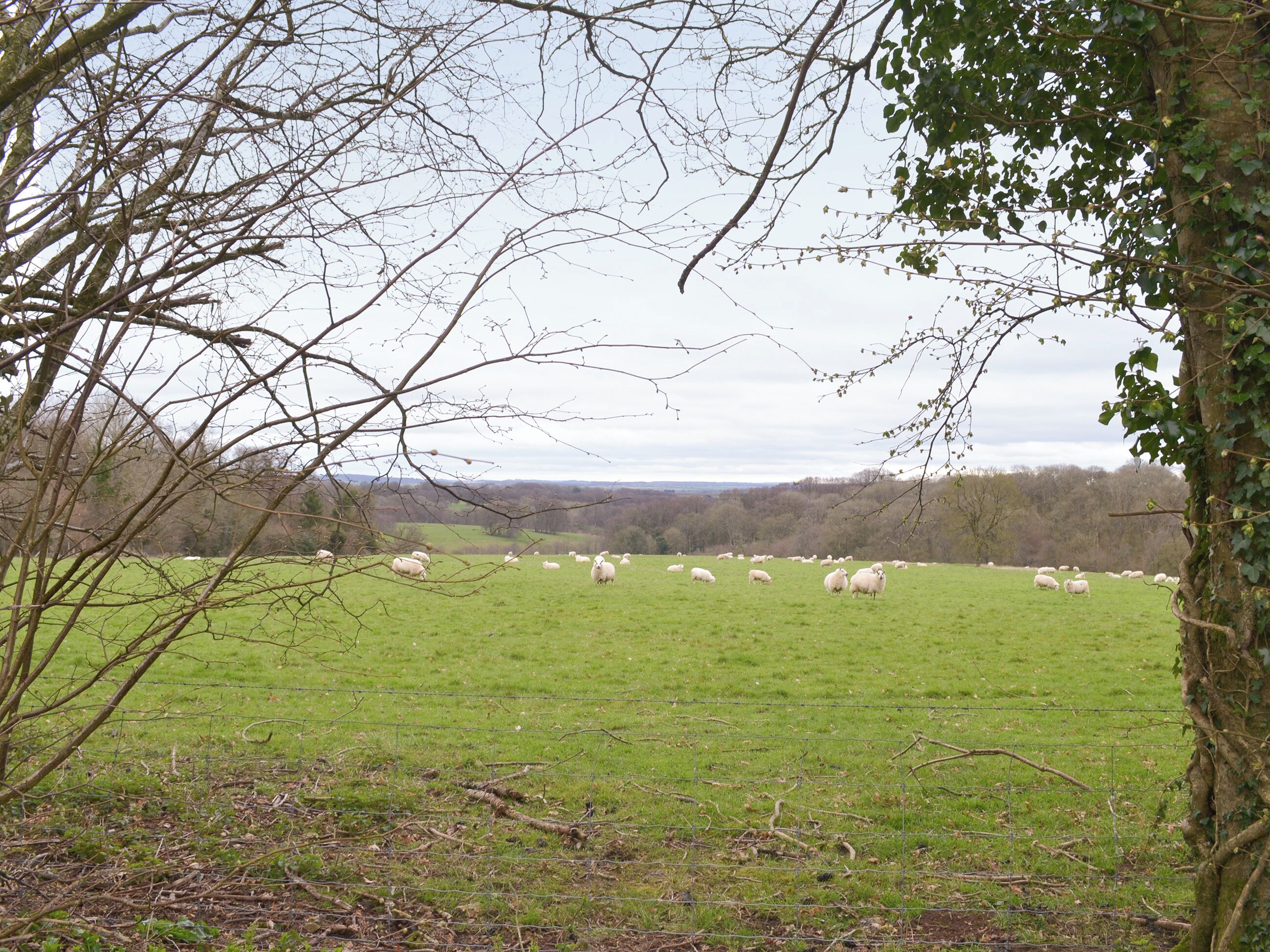 A rural landscape with a fenced field and trees.