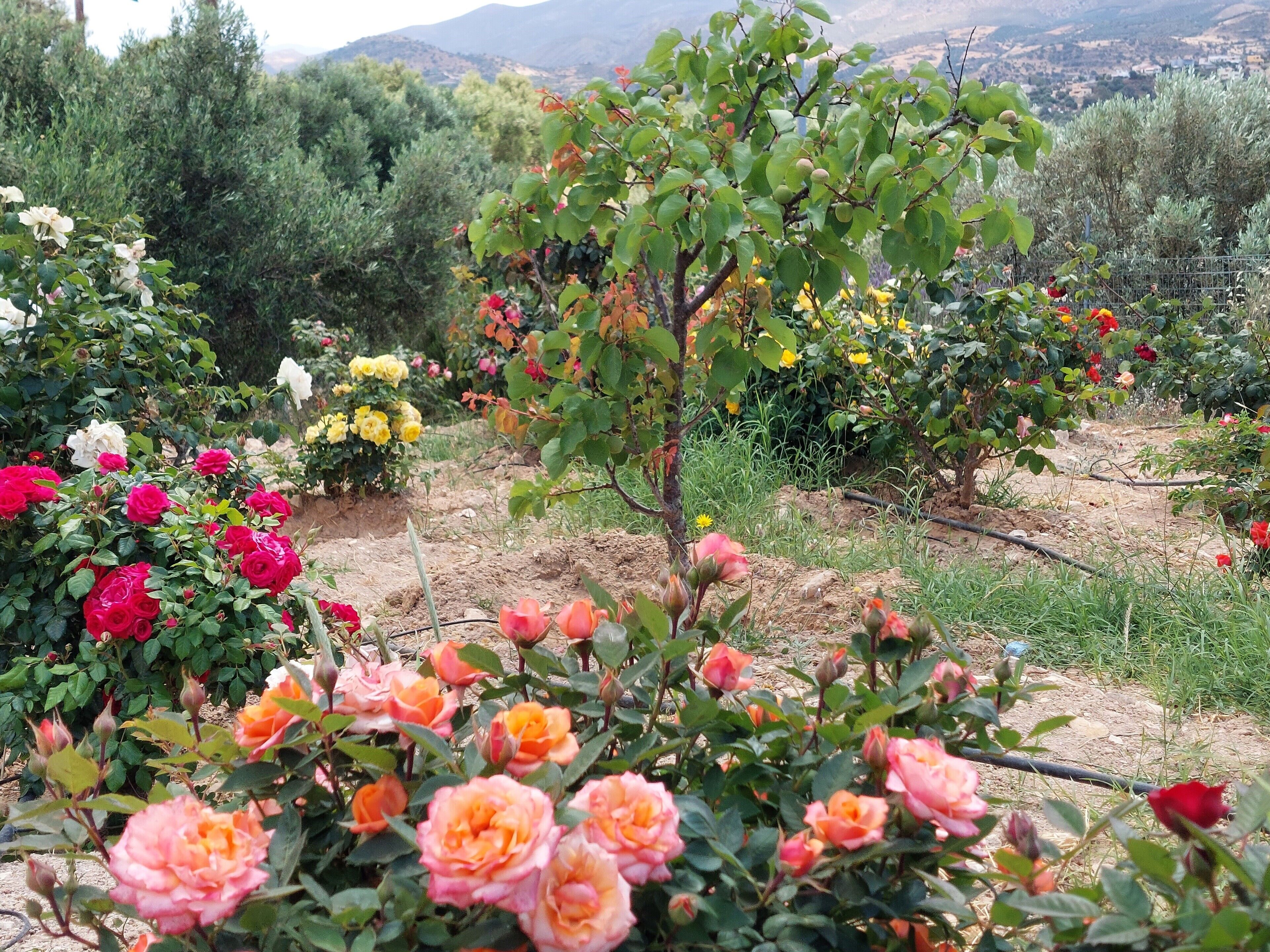 Un jardin agrémenté de diverses plantes à fleurs et d’arbres, notamment des rosiers et des arbres fruitiers.