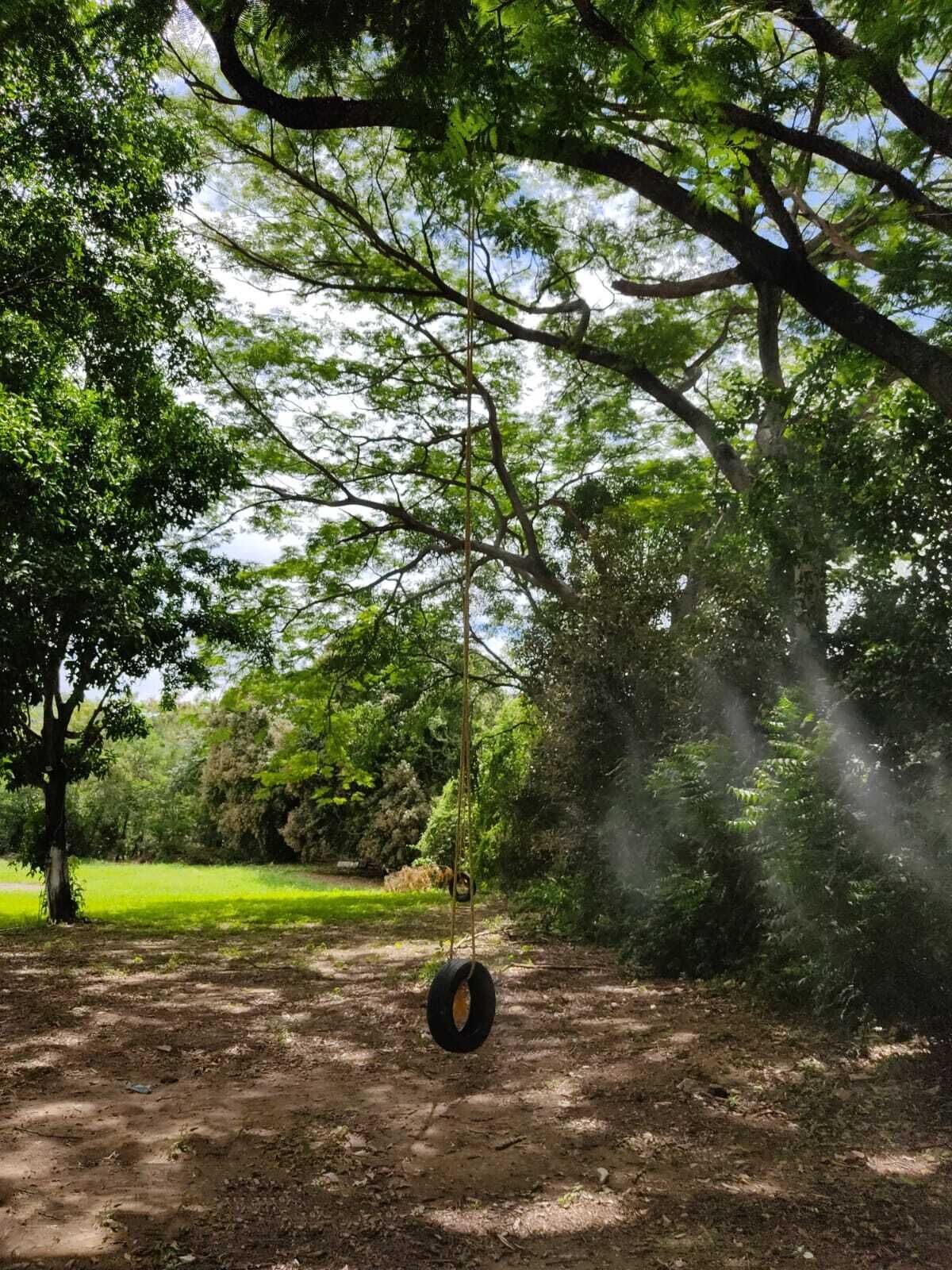 Una hamaca de neumático colgada de un árbol en un área boscosa.