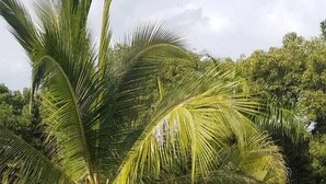 Outdoor seating areas with red cushions, surrounded by greenery and palm trees. - Arizona Ranch Hotel (Girardot)