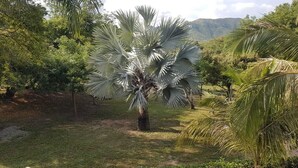 A palm tree in a grassy area with other trees and a mountain in the background. - Arizona Ranch Hotel (Girardot)