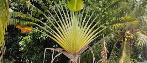 Un exuberante jardín con una palmera destacada y un follaje verde denso.