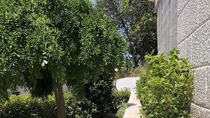 Un giardino curato con siepi varie e un vialetto in cemento.