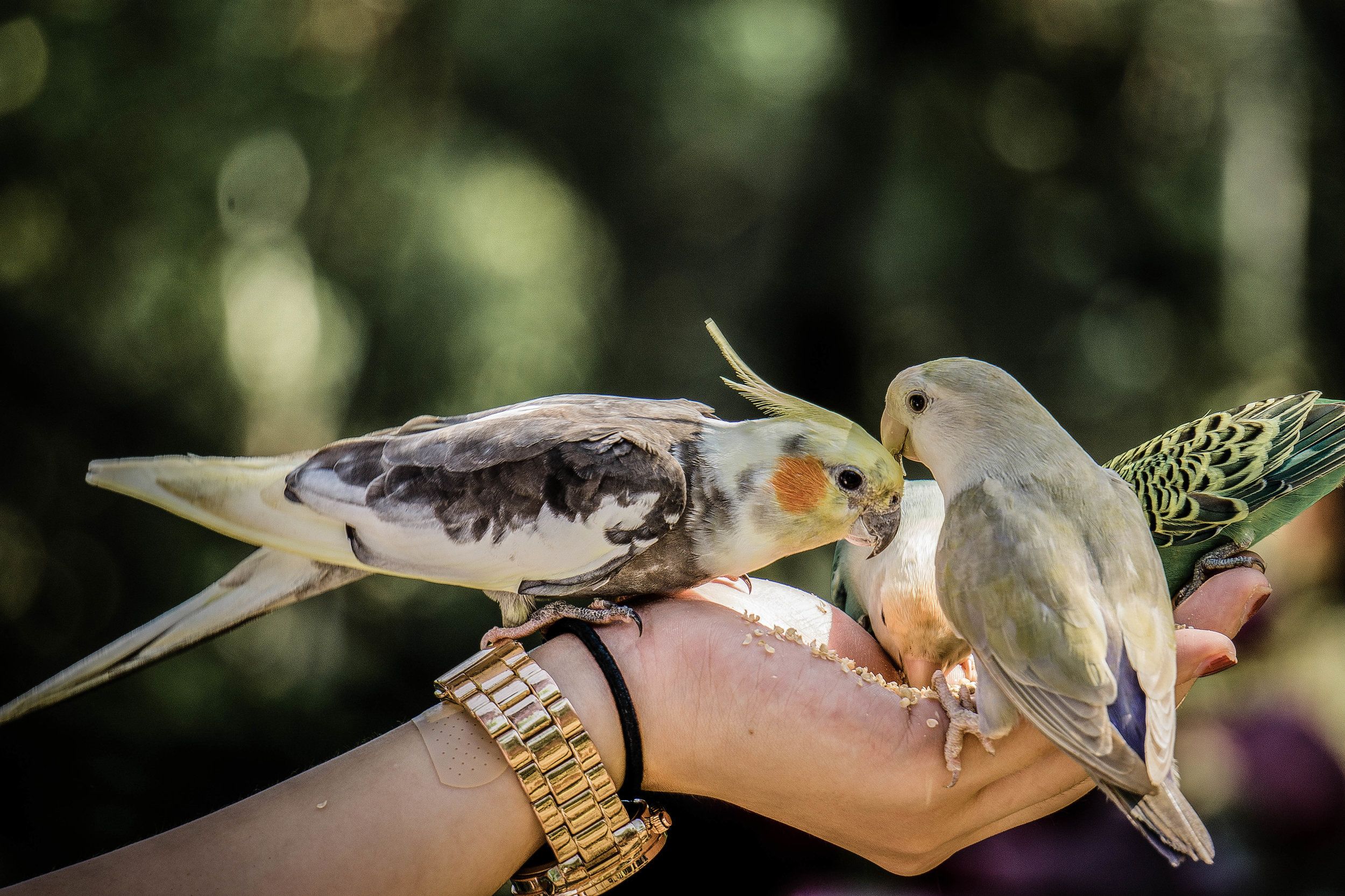 Foto - Malagos Garden Resort