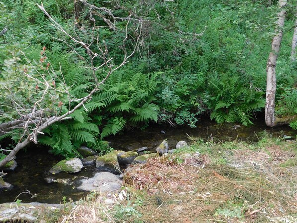 A natural stream with surrounding dense greenery and rocks.