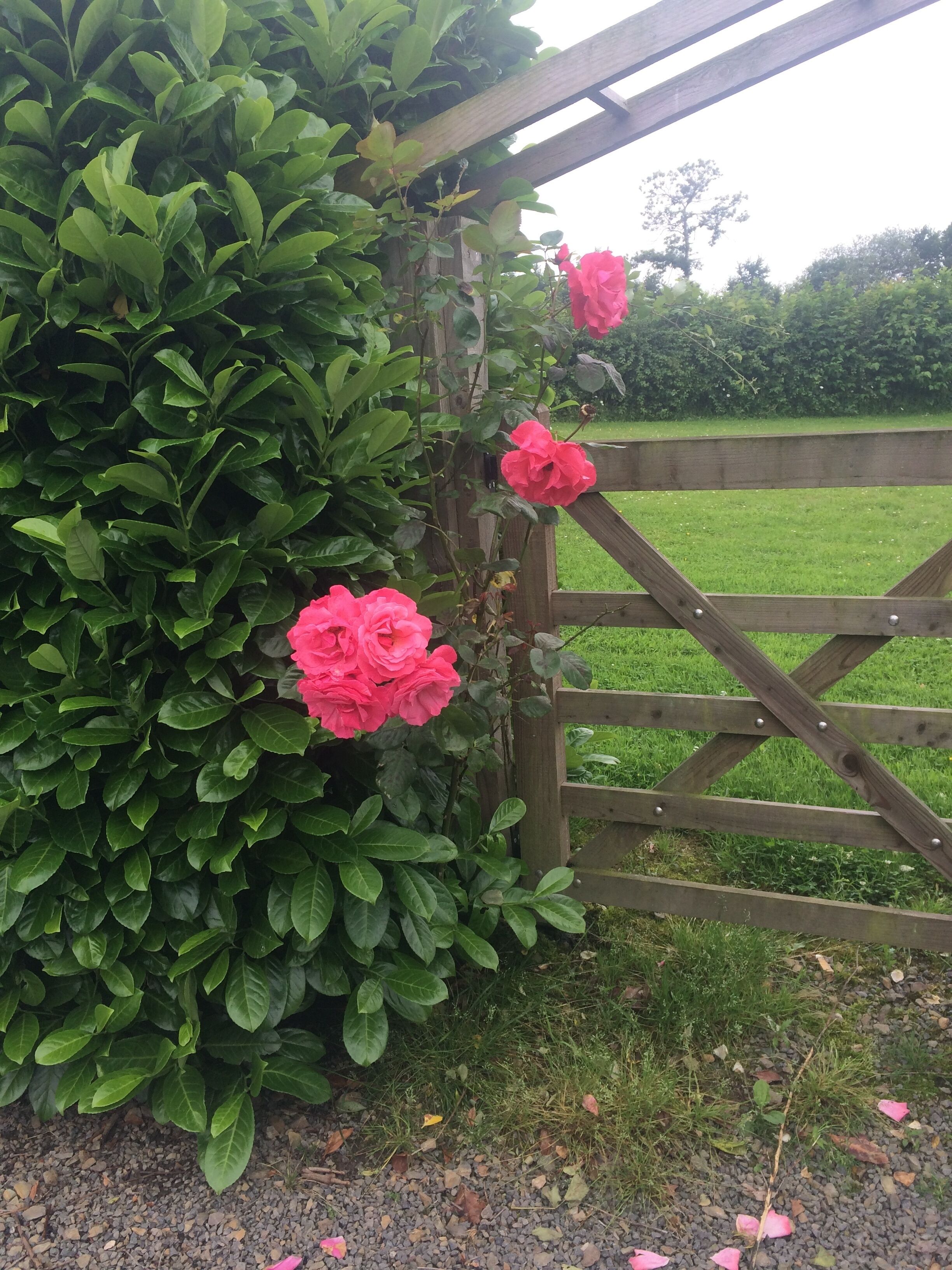 Un portón de madera con un seto verde frondoso y flores rosadas.