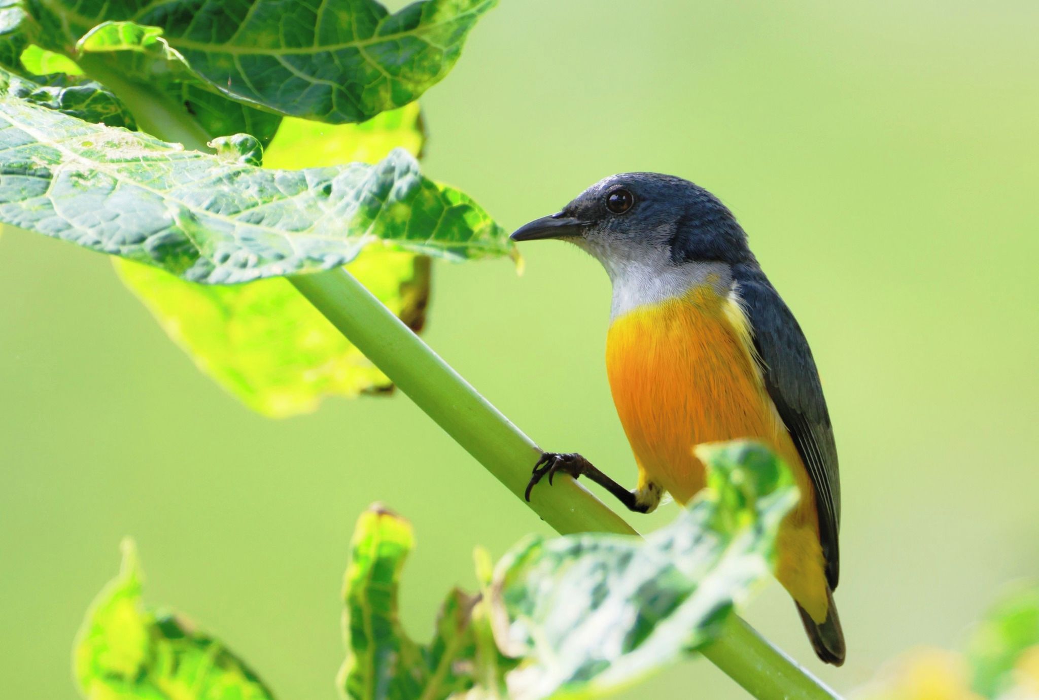 A bird perched on a green plant.