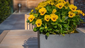 Teras/patio