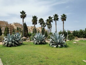 A well-maintained grassy area with large agave plants and tall palm trees, surrounded by residential buildings. - Oropesa del Mar - MARINA D'OR (Oropesa)
